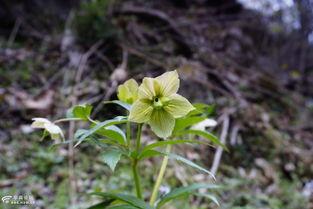 野芳菲,探寻自然之美与生命之韵